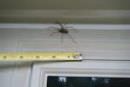 tn_200988183348_spider.jpg