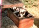 tn_20152712017_raccoon%20in%20flue.jpg