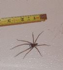 tn_200985215925_bigspider.jpg