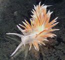 tn_2010104212247_nudibranch.jpg