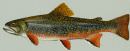 tn_201471313446_Brook_trout.jpg