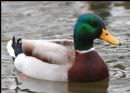 tn_20115414213_mallard_duck.jpg