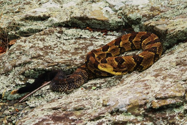 2011224232755_Timber%20rattler.bmp