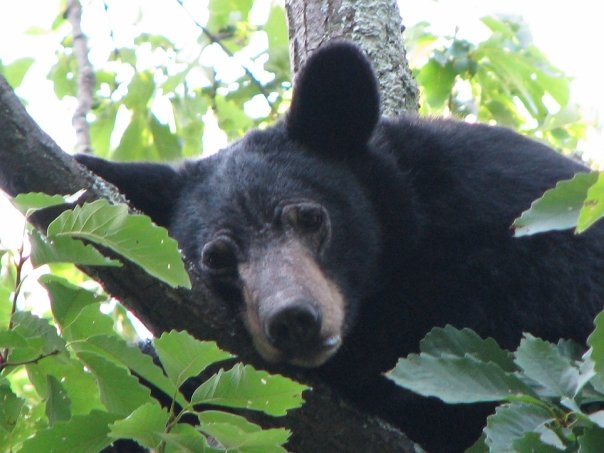 20112822212_Bear%20up%20a%20tree.bmp